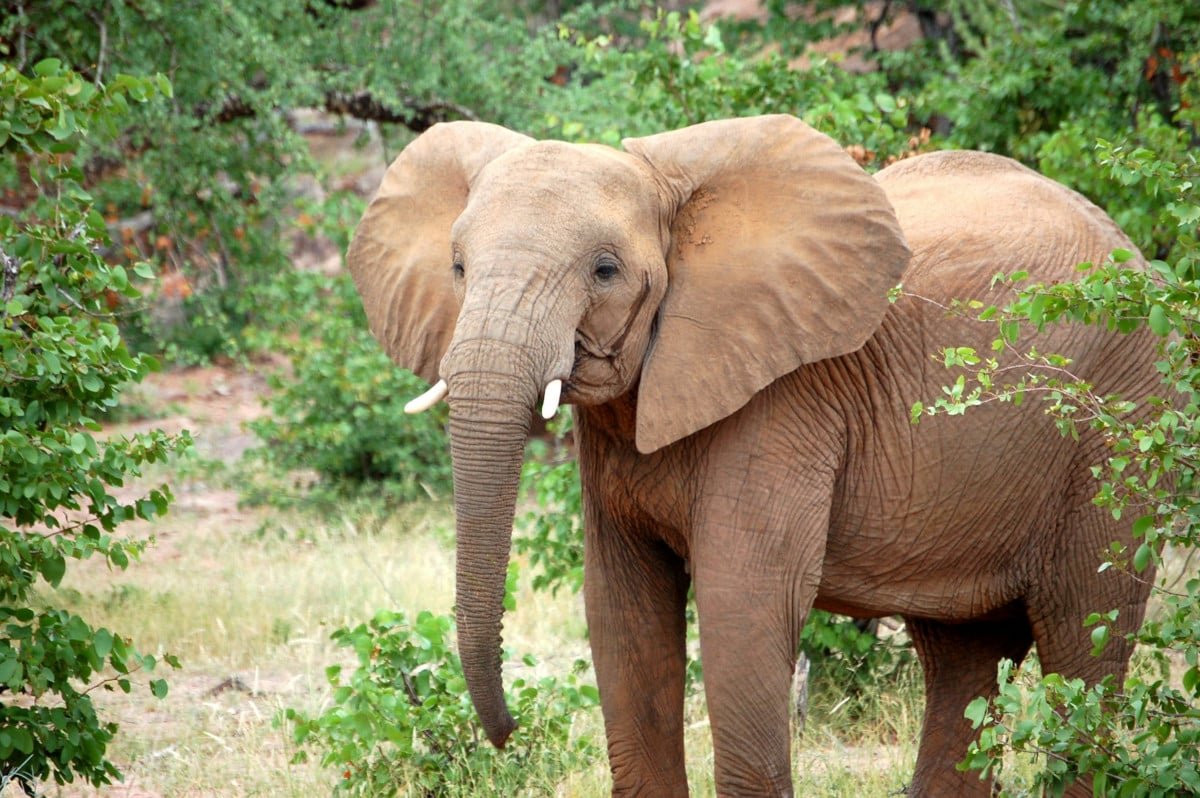 Kubernetes Operator for PostgreSQL Hits the CNCF Sandbox