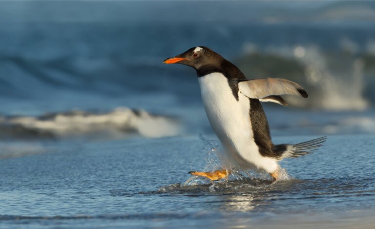 Microsoft open sources Windows Subsystem for Linux