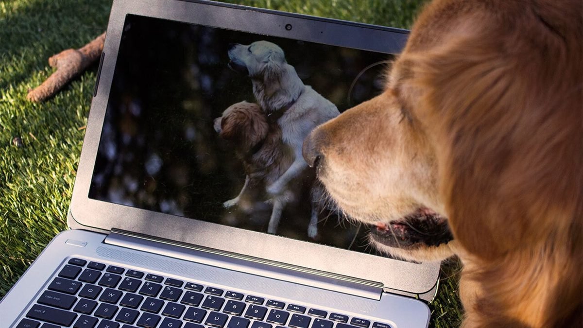Use Protection: 6 Tips to Watch Porn Online Safely