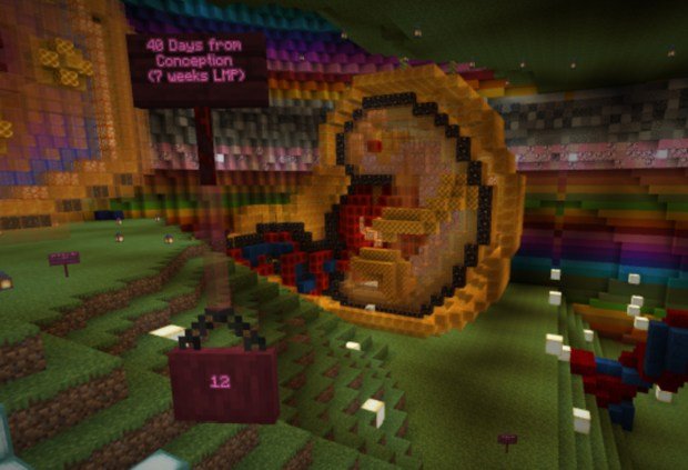 Watch: Fetal development model created in Minecraft