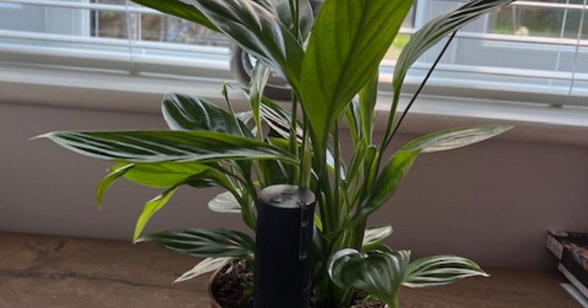 My houseplant demands water through app and won't die now