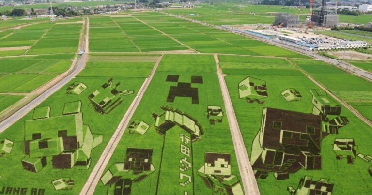 Minecraft-themed rice paddy art reaches peak viewing in Japan's Gyoda
