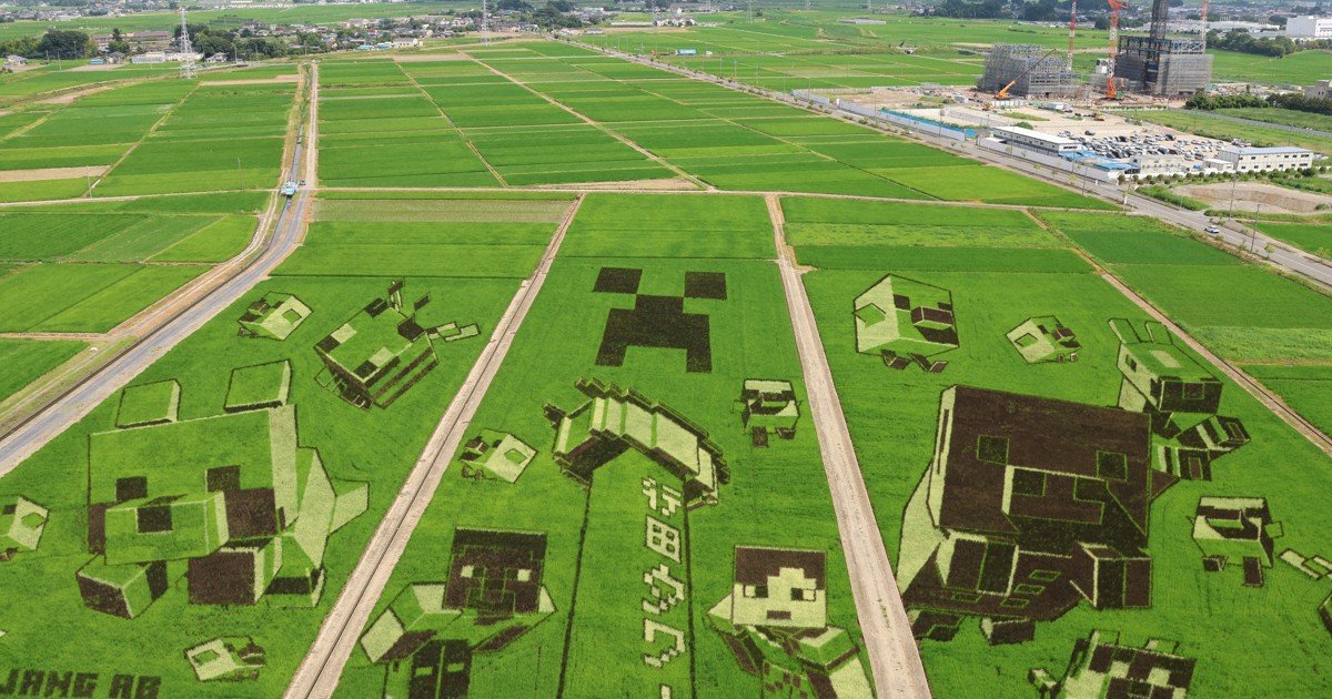 Minecraft-themed rice paddy art reaches peak viewing in Japan's Gyoda